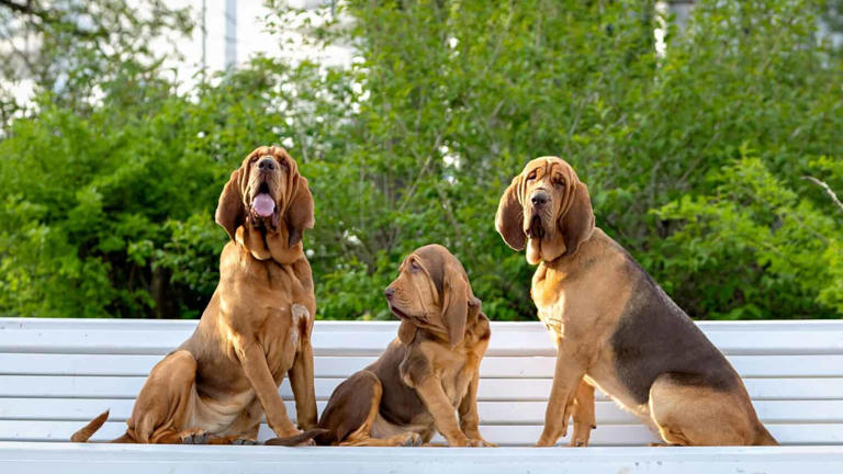 How Smart Are Basset Hounds? Everything We Know About Their Intelligence