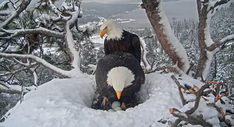 California bald eagles care for 3 eggs as global fans root for