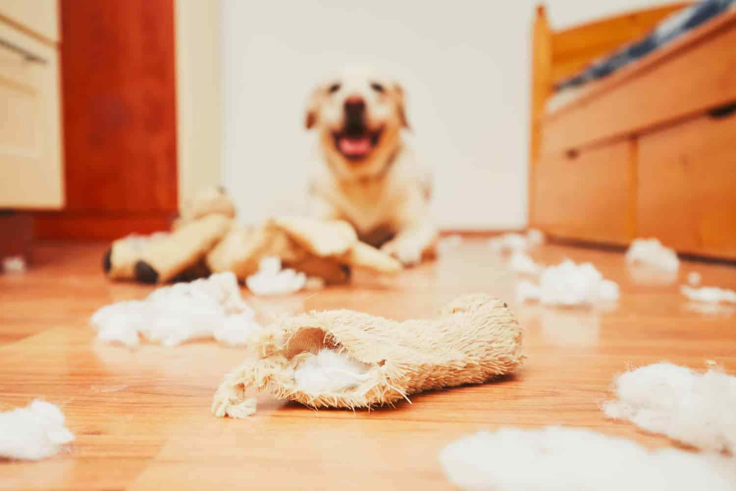 13 Solutions to Stop Your Dog’s Destructive Chewing