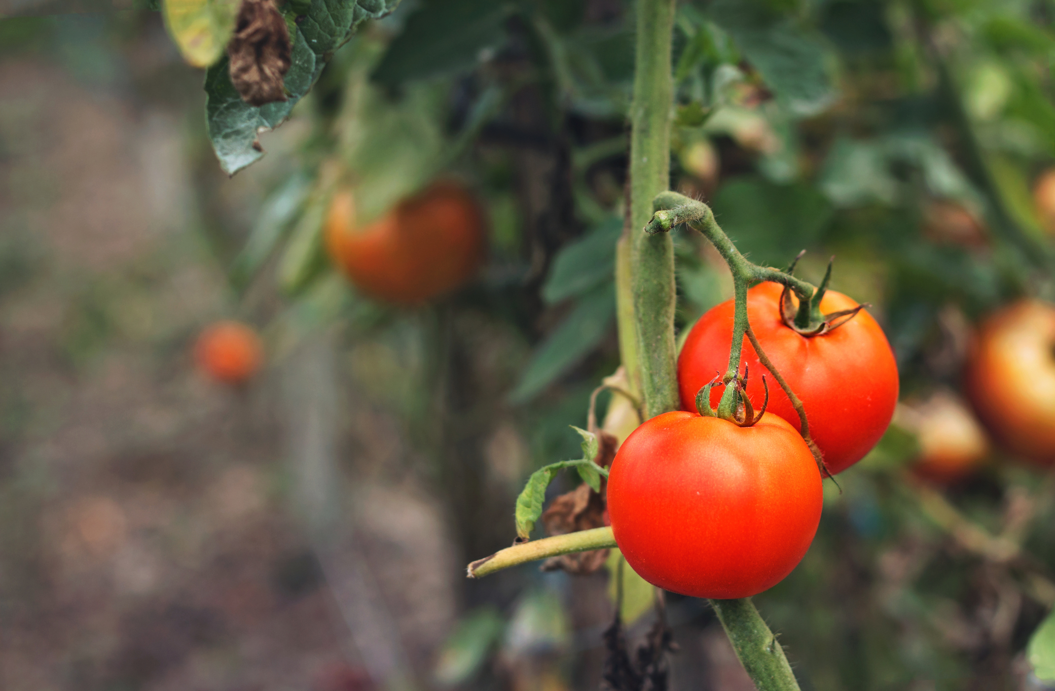 un prestigioso medio de eeuu ilustra la polémica de los tomates españoles con una foto imbatible