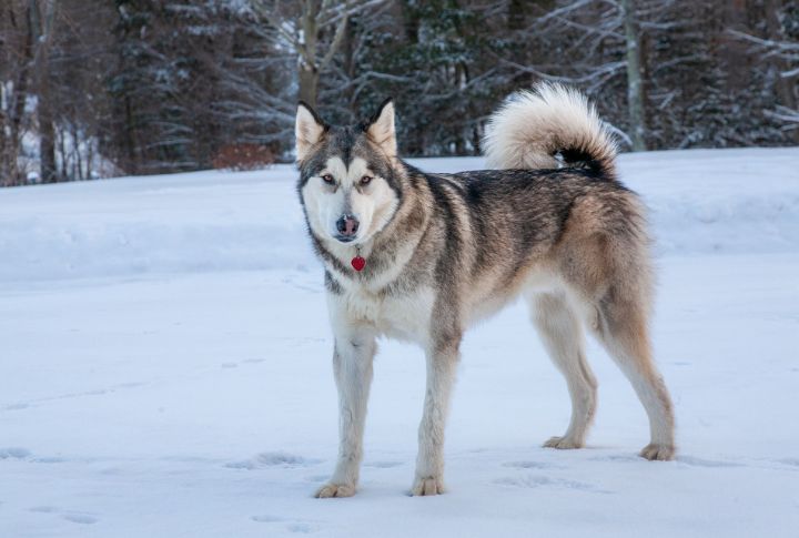 <p>The Alaskan Malamute, crafted for cold climates, boasts a dense coat and robust build. Masters of activities like sledding, backpacking, and hiking in snow-covered terrains, these dogs embody the spirit of winter exploration. Their immense strength and endurance make them perfect for thrill-seekers, looking for outdoor missions. For those craving a reliable and resilient companion in chilly landscapes, the Alaskan Malamute emerges as the ultimate guide to frosty outdoor explorations.</p>