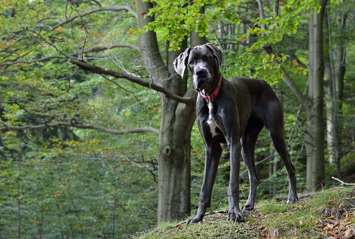 <p>The Great Dane, is a magnificent canine that defies its size to become an excellent outdoor sidekick. Despite their enormity, these dogs exhibit a calm demeanor and remarkable adaptability, making them suitable for diverse activities such as hiking and leisurely walks. If you’re seeking a tranquil yet noble partner for your outside ventures, the Great Dane is a suitable choice, offering both a gentle spirit and a commanding presence, turning every outdoor experience into a regal affair.</p> <p>The post <a href="https://housely.com/best-outdoor-dog-breeds-for-pet-lovers/">Best Outdoor Dog Breeds for Pet Lovers</a> appeared first on <a href="https://housely.com">Housely</a>.</p>