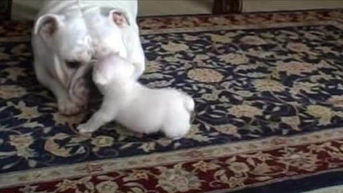 bebé bulldog enfadado hace que 29 millones de personas se derritan con su madre (vídeo)