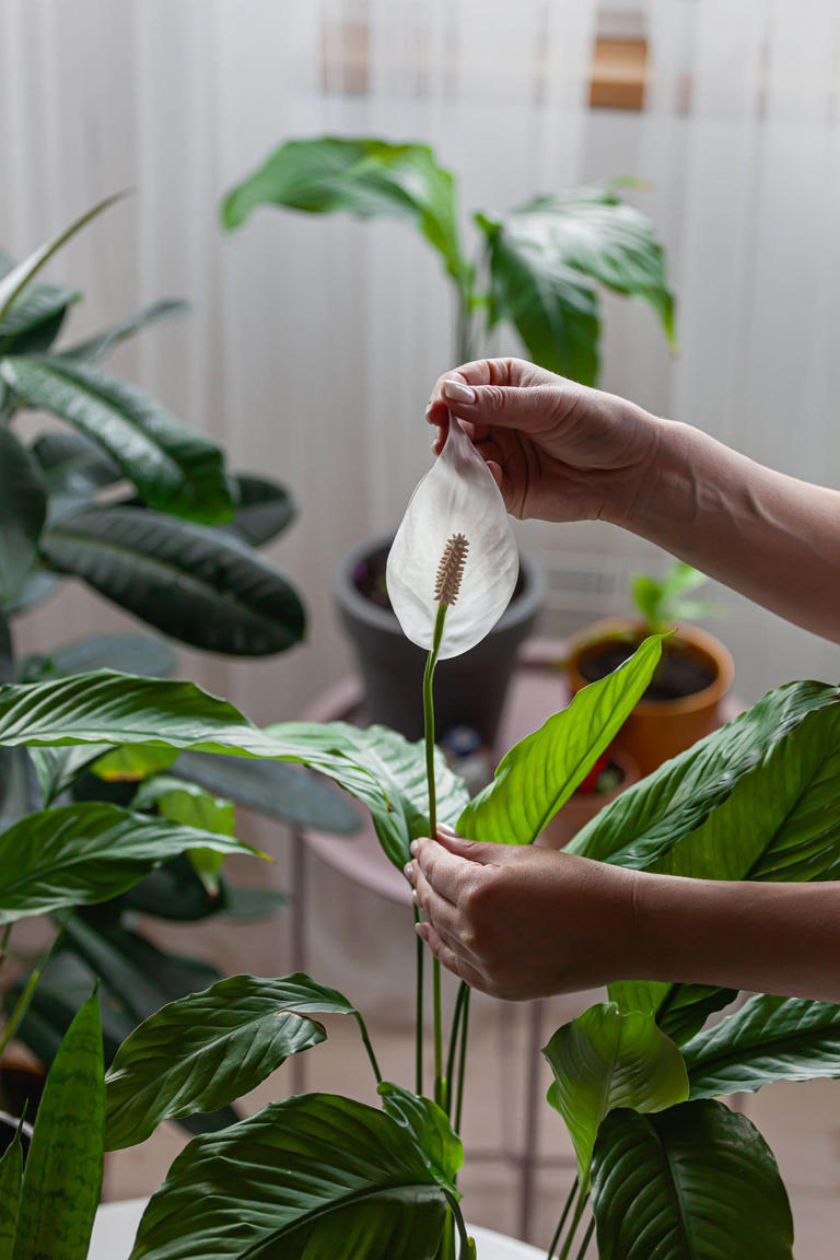 Tips On Selecting And Taking Care Of Peace Lilies