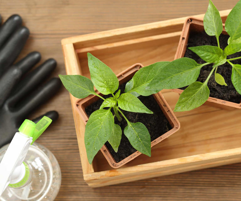 How often should I water seedlings? The experts share their tips for