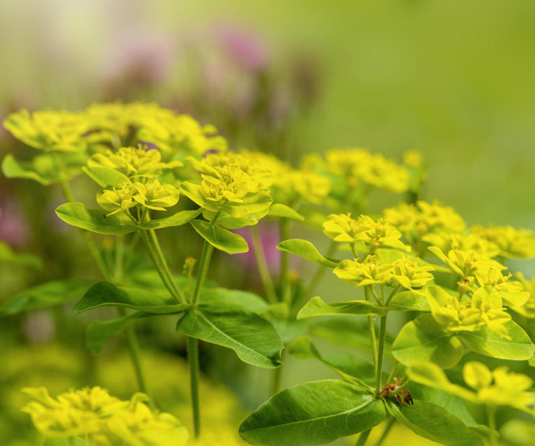 11 Part-shade Perennials – Reliable Picks For Your Backyard