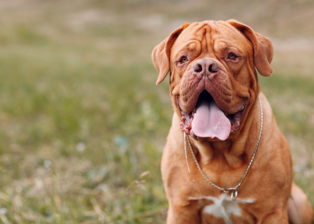 The 30 most popular big dog breeds in America