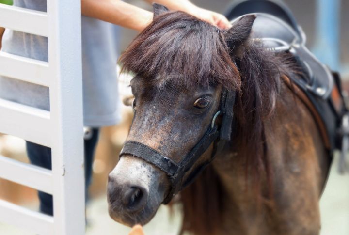 15 Best Emotional Support Animals For All Ages