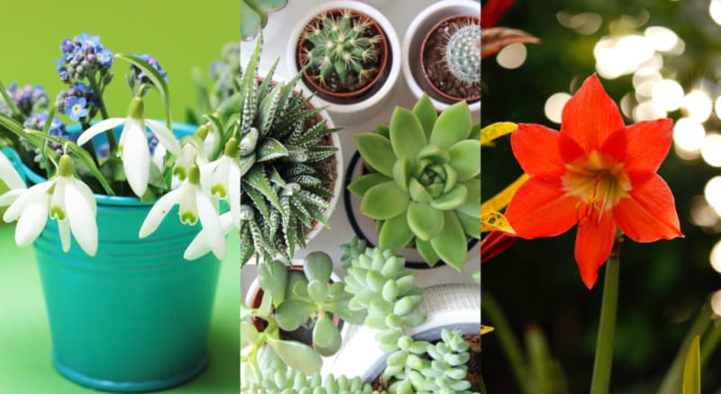 5 Of The Best Houseplants For Winter And How To Care For Them