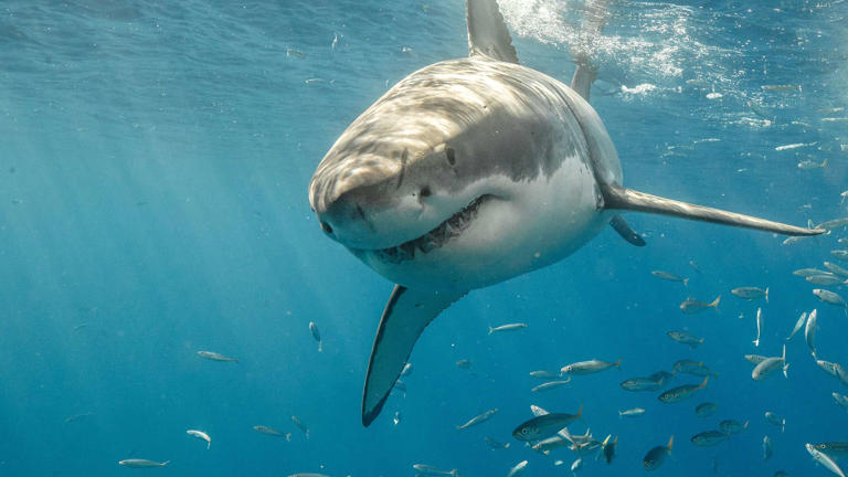 The Complete History of Great White Sharks in Aquariums (Never Lived ...