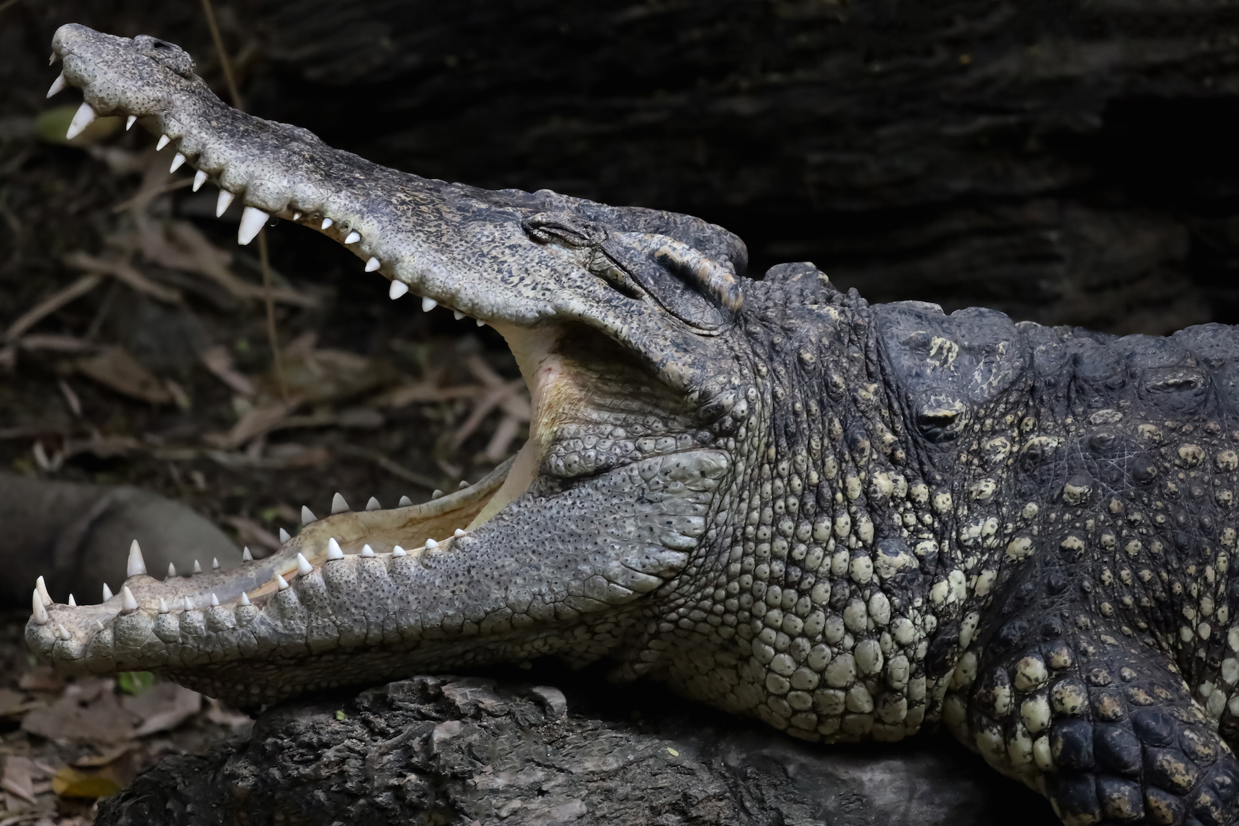 Everything you need to know about crocodiles