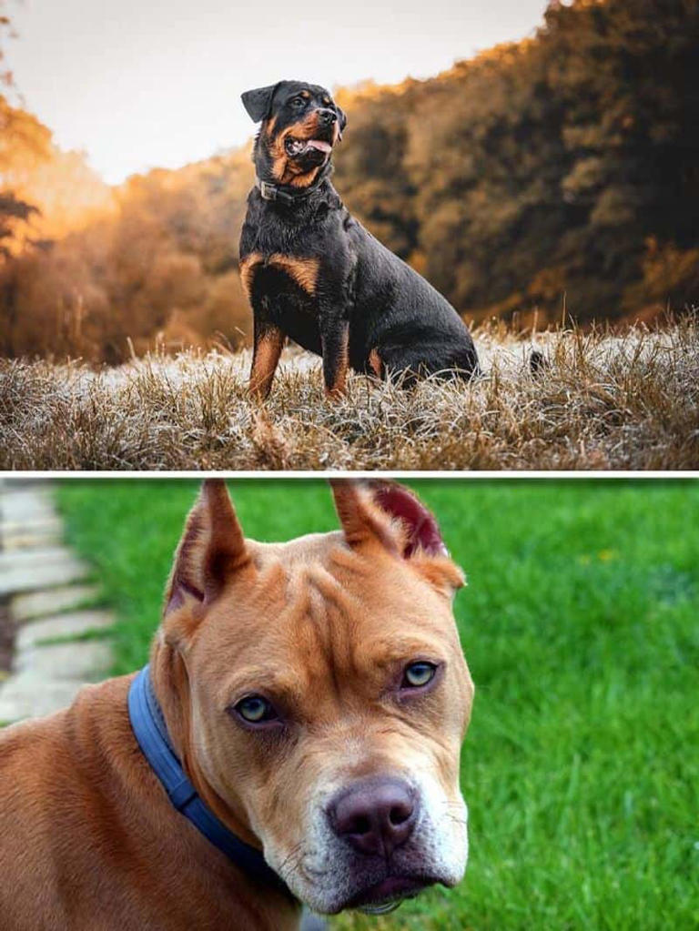 Rottweiler To Pit Bull-7 Most Aggressive Dog Breeds