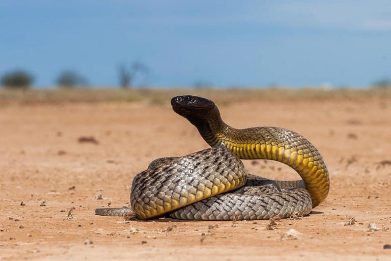 Saving Lives With Poison: Discover 6 Medicines Made From Snake Venom