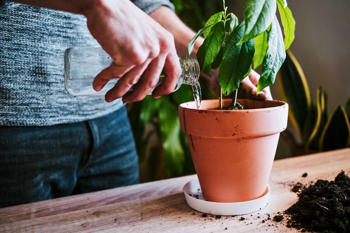 Reviving potted plants with simple watering trick It's easier than you