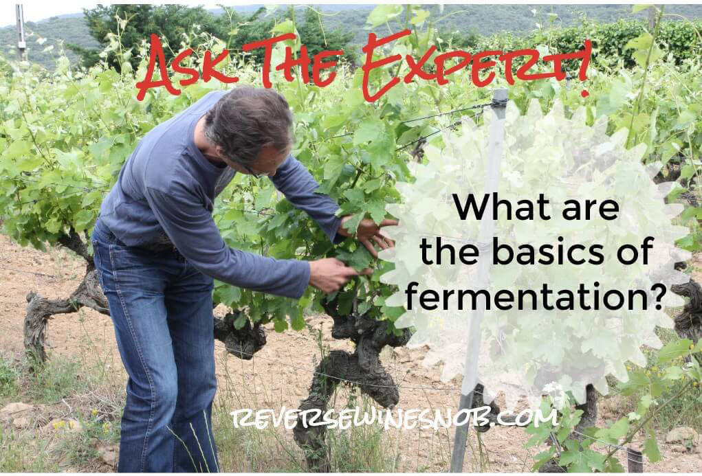 What Are The Basics Of Fermentation in Making Wine?
