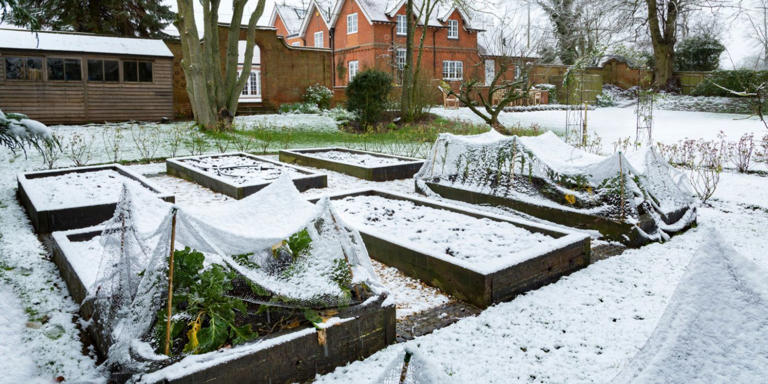 Snow Moon Wisdom: Gardening Secrets Revealed