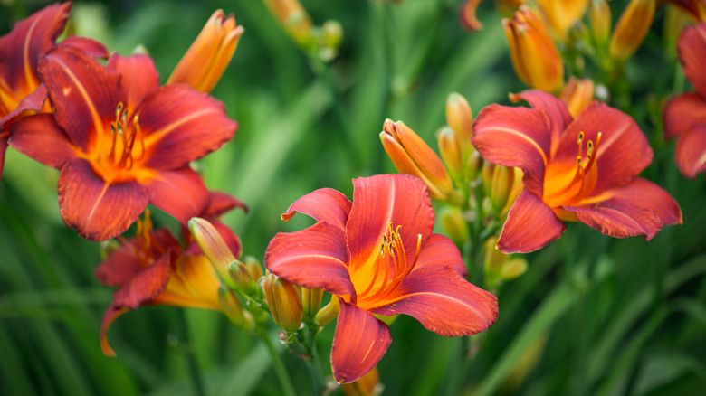 Plant Daylilies Near These Colorful Flowers For A Thriving Garden