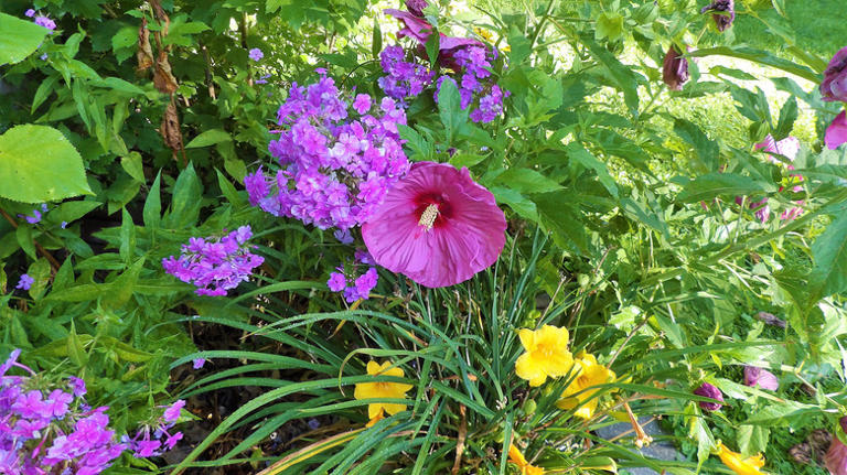 Plant Daylilies Near These Colorful Flowers For A Thriving Garden