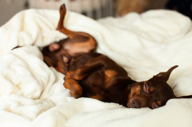 este estudio científico reveló que sueñan los perros