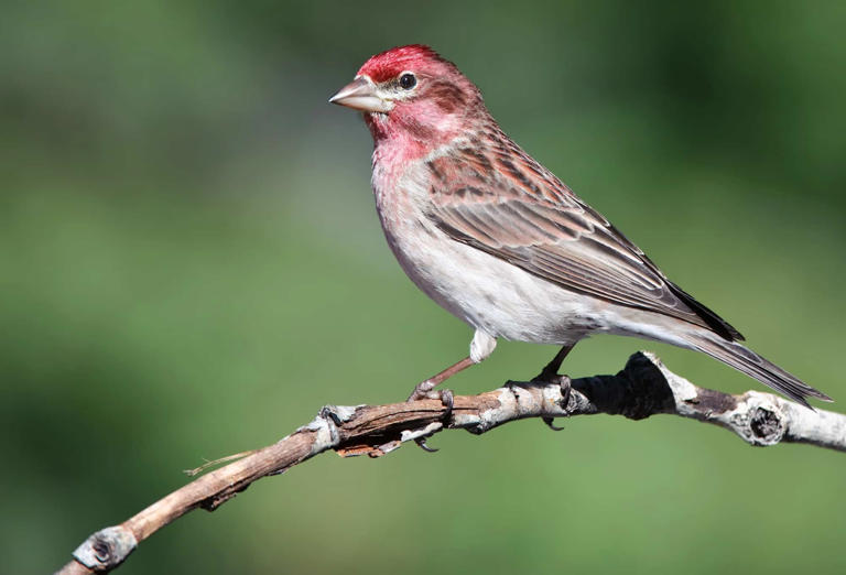 13 Finches in Idaho: Our In-depth Bird Spotters’ Guide