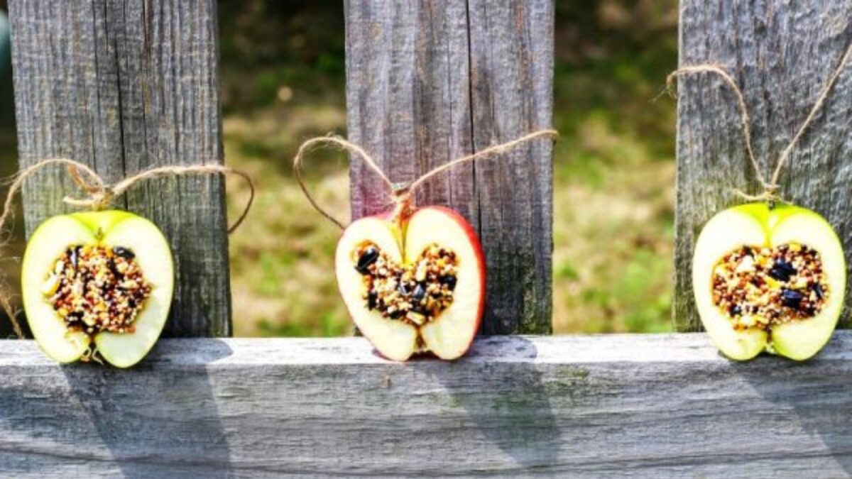 <p>Kim knocks it out of the park with these apple ornamental feeders. I usually end up with a surplus of apples during autumn. I don’t always know what to do with the fruit once I have cooked up some delicious <a href="https://www.backyardgardenlover.com/what-to-do-with-apples/">apple recipes</a>. I don’t mind using the leftovers for this nature enthusiast’s cause.</p><p>Creating these is similar to the orange cups. Only this time, you’ve got to take out the core and some of the flesh instead of the whole thing. You then fill the apple with a mixture of gelatin and seeds. Then, place them on your picket fence or wall to welcome the hungry arrivals. <a href="https://www.naturalbeachliving.com/apple-birdseed-homemade-bird-feeders-kids/" rel="noreferrer noopener">Details here</a>. </p><p>It’s a true homage to the crispy, crunchy season of fall and the abundant harvest it brings with it. I plan to team up these gorgeous snack bars with my <a href="https://www.backyardgardenlover.com/pumpkin-planter-ideas/">pumpkin planters</a>.</p>