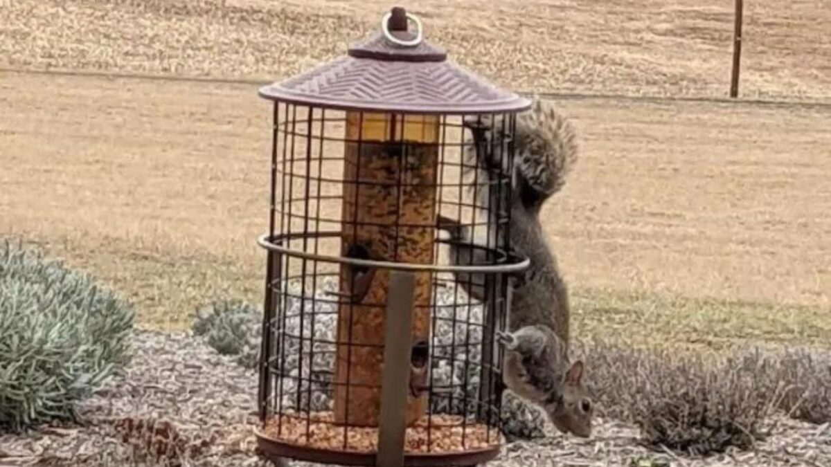 <p>Love them or hate them, these cute little critters are everywhere, and if you put out feeders for your birds, you’ll find the squirrels stealing from them or even aggressively scaring them away. </p><p><a href="https://www.backyardgardenlover.com/how-to-keep-squirrels-away-from-bird-feeders/">Here’s how to keep squirrels away from bird feeders. </a> </p>