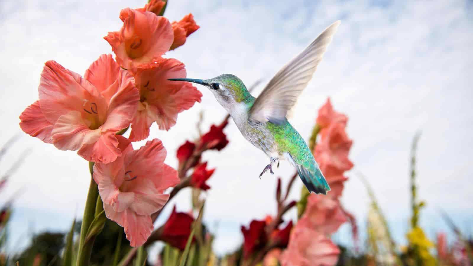 Do Hummingbirds Like Gladiolus: An In-depth Exploration