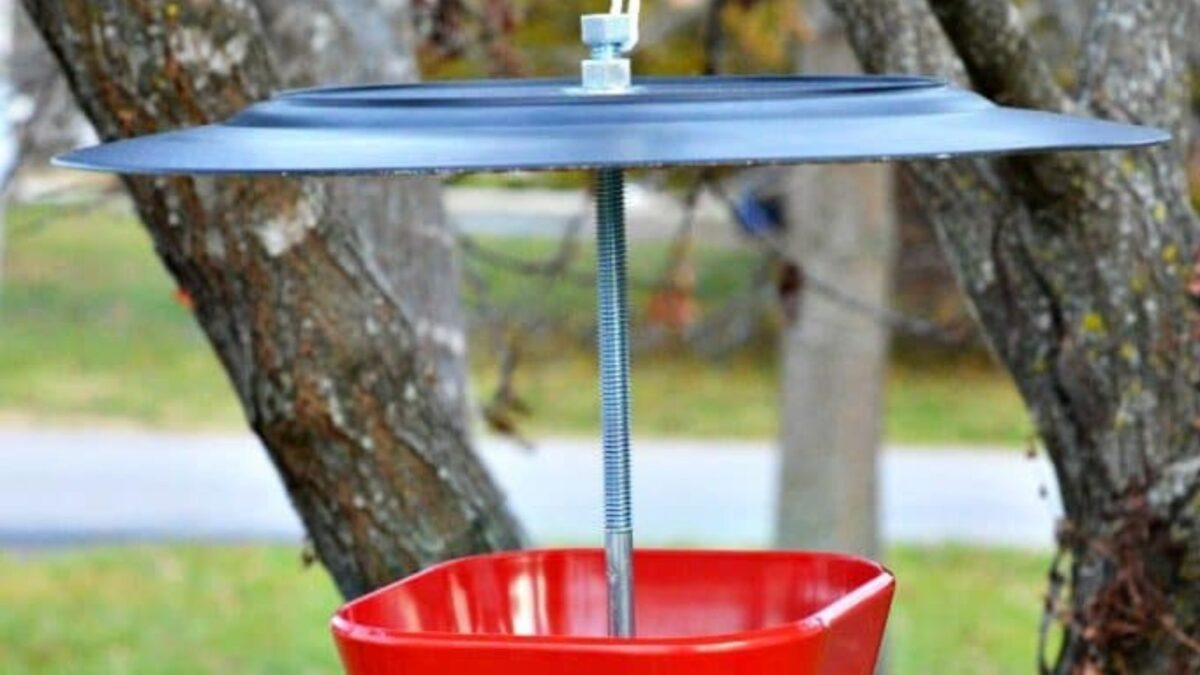 <p>This blog helps you to turn your garbage into treasure by presenting wonderful ways to reutilize the products. So, what are we reusing for the bird feeder? Plates and bowls.</p><p>The exciting part about <a href="https://reusegrowenjoy.com/upcycled-diy-plate-and-bowl-bird-feeder/" rel="noreferrer noopener">this homemade bird feeder</a> is that it feels like an extension of the two ideas that have already been shared. That’s because it’s got a big plate covering the feeder like the first one. The plate shields the food from rain and snow, just like the lid.</p><p>Once again, you can use spare utensils from the kitchen to create this beauty. The other option is to go to a thrift store or neighborhood yard sale to find the plate and bowl. No matter what you do, it is an inexpensive way to feed the birdies.</p><p>The only difference is that this one requires some solid DIY skills. So remember to wear your protective gear if you opt for this project.</p>