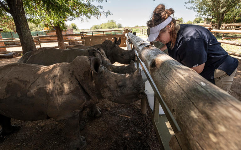 Volunteers tend to baby rhinos in the farm's nursery - Simon Townsley/The Telegraph