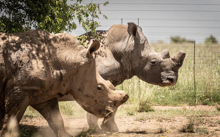 It is hoped the programme will permanently secure the future of the white rhino in Africa - Simon Townsley/The Telegraph