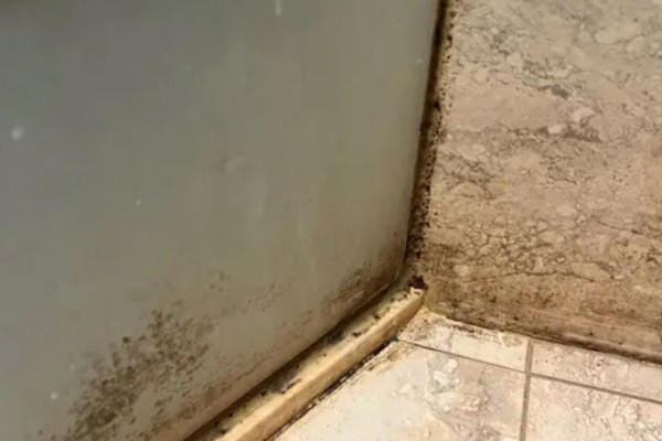 不用清潔劑！浴室磁磚縫隙反覆發霉怎麼辦？過來人推1樣便宜小物：有效清潔還能根除黴菌