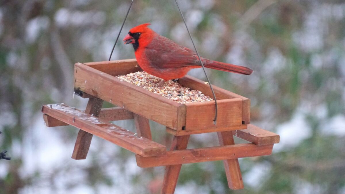 <p>Since cardinals are bigger birds, you must remember their size when choosing a bird feeder. It’s hard for cardinals to maneuver around a tube-type or small bird feeder if the feeder doesn’t have a suitable perch.</p><p><a href="https://www.backyardgardenlover.com/best-bird-feeders-for-cardinals/" rel="noreferrer noopener">Here are the best bird feeders for cardinals.</a></p>