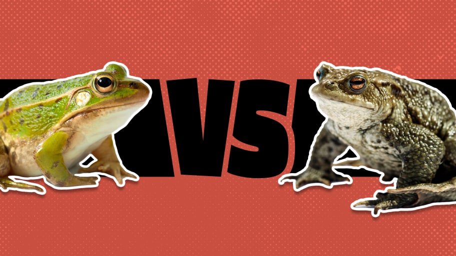 What’s The Difference Between Frogs And Toads?