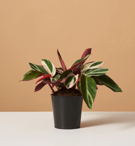 These Low Light Indoor Plants Thrive In Dark Rooms—and Are So Easy To 