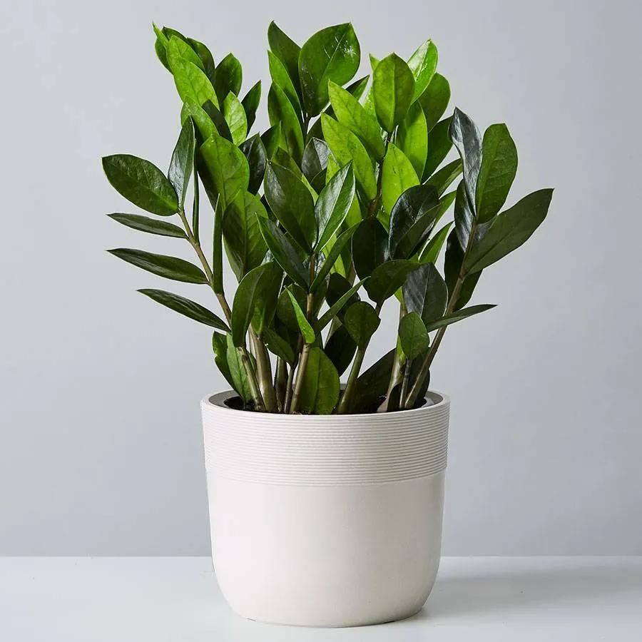 These Low Light Indoor Plants Thrive in Dark Rooms—and Are So Easy to ...