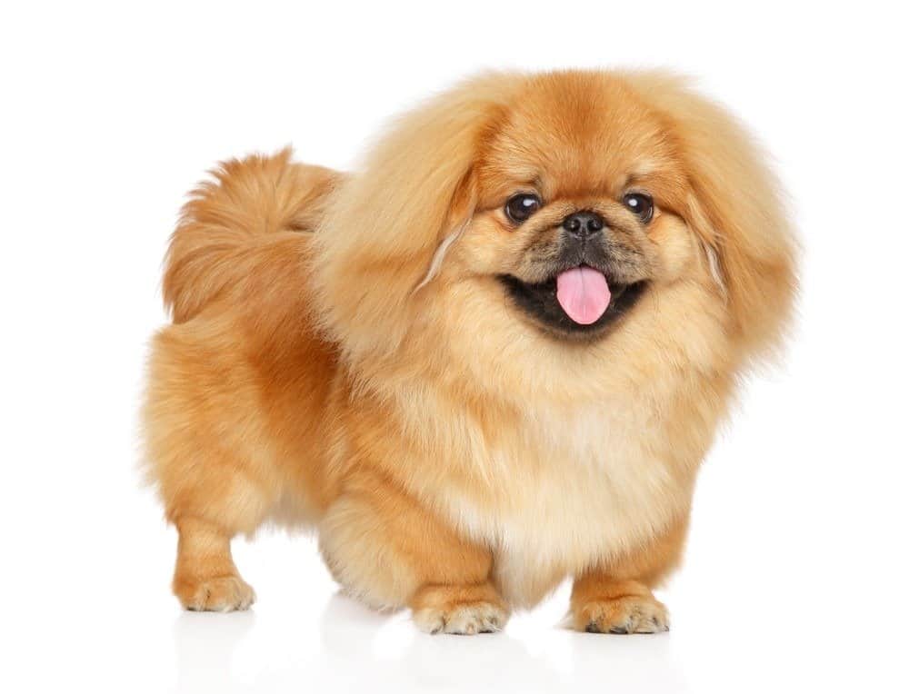 The Most Expensive Small Dog Breeds