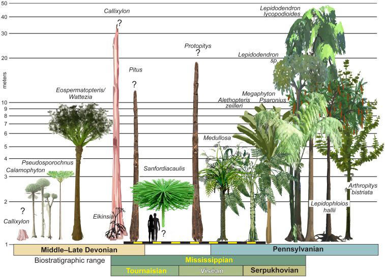 Rare Fossil Shows Trees Looked Very Different 350 Million Years Ago