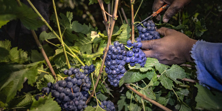 worrying-trends-emerge-for-south-africa-s-wine-industry