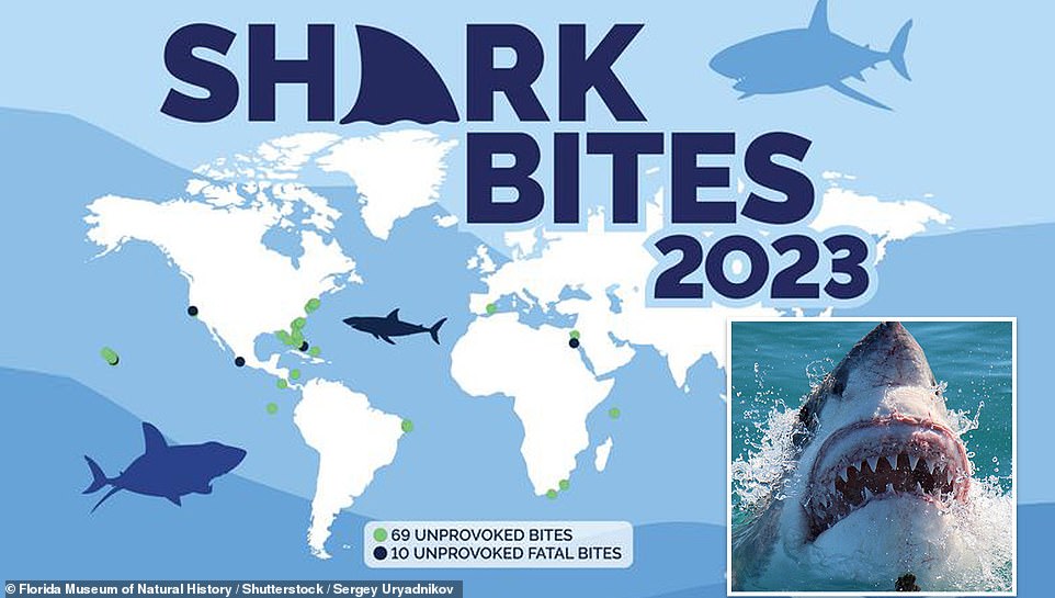 The Number Of Fatal Shark Attacks Doubled In 2023 New Data Reveals   BB1hOLjY.img