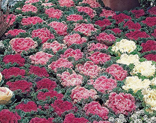 Tips For Growing Ornamental Kale And Cabbage