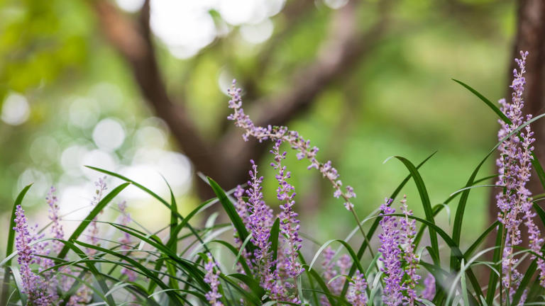 How to grow monkey grass – the perfect part-shade perennial