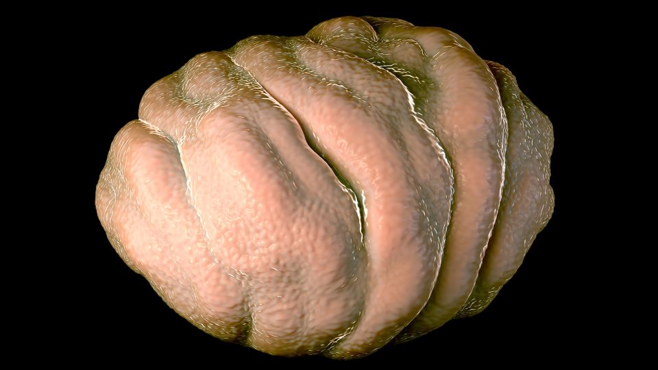 researchers think they have the key to why tardigrades can survive almost anything