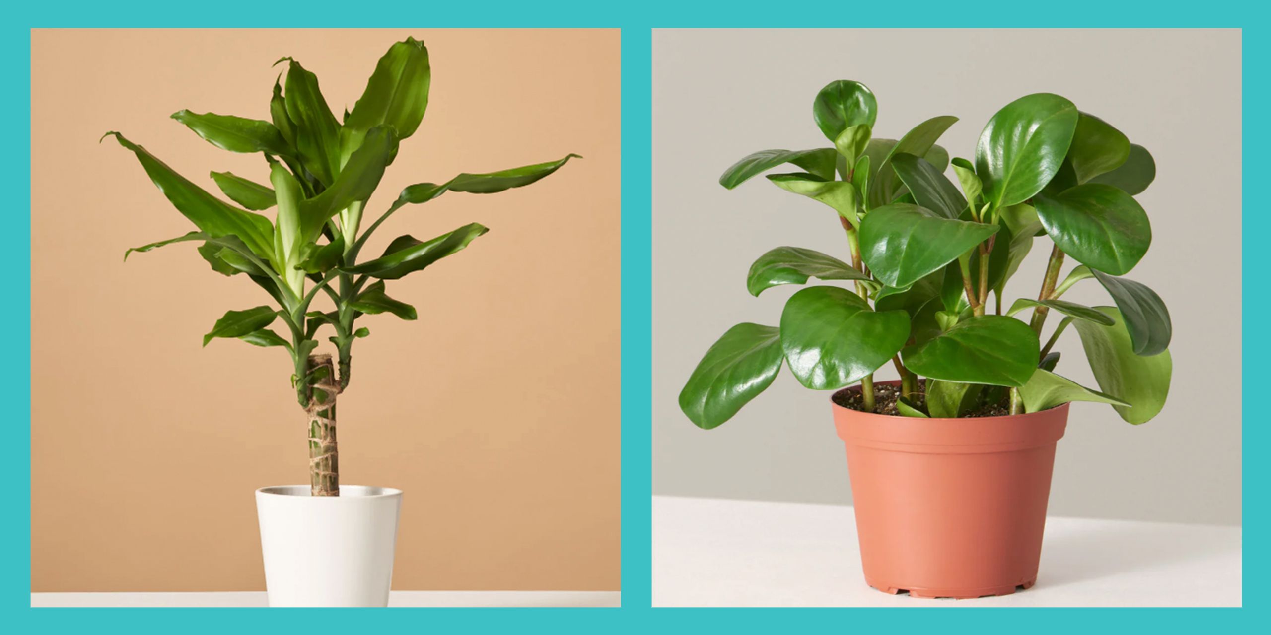 These Low Light Indoor Plants Thrive In Dark Rooms—and Are So Easy To ...