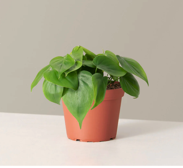 These Low Light Indoor Plants Thrive in Dark Rooms—and Are So Easy to ...