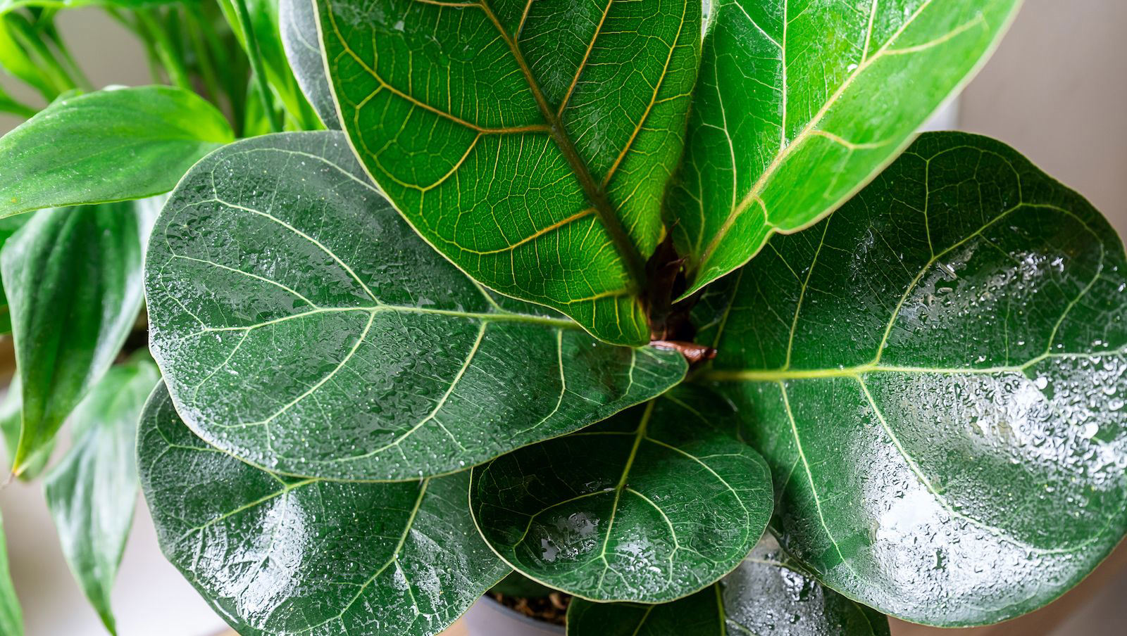 What causes fiddle leaf fig brown spots and how do you prevent them ...