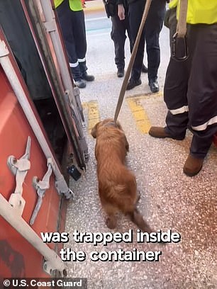 connie the container dog! miraculous moment coast guard inspectors save dog trapped in a texas shipping crate for eight days in 75f temperatures