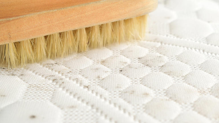 How To Choose A Mattress Protector For Bed Bugs, Dust Mites, Urine And More