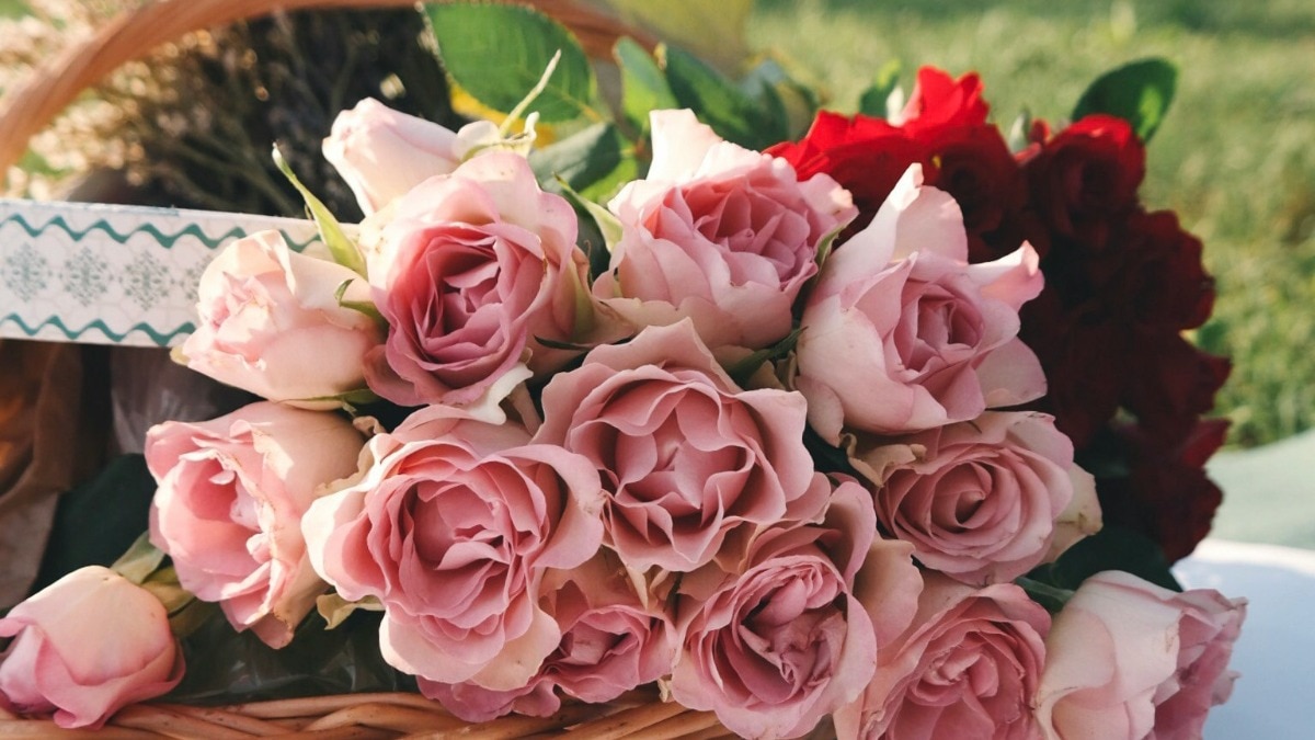 Happy Rose Day 2024 Types Of Roses And Their Significance   BB1hPL5l.img