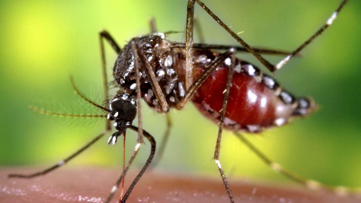 dengue: confirmaron la primera muerte por coinfección en la argentina