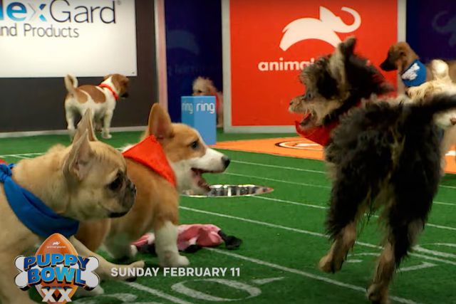 How To Watch Puppy Bowl 2024 Including Where To Stream The Event On   BB1hPcHK.img